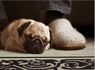 羊毛地毯好處:靜音節能